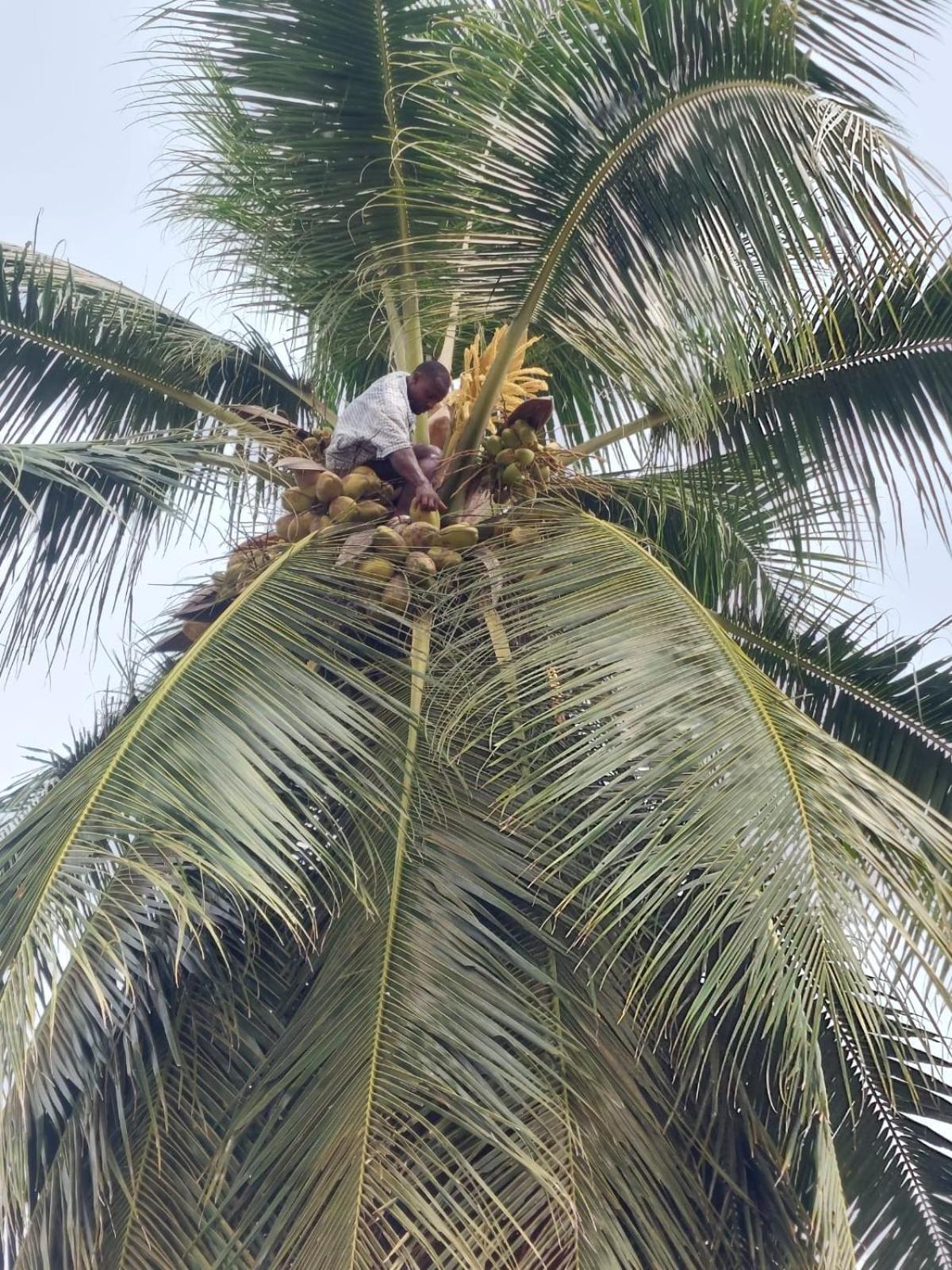 Residence Callens كريبي المظهر الخارجي الصورة