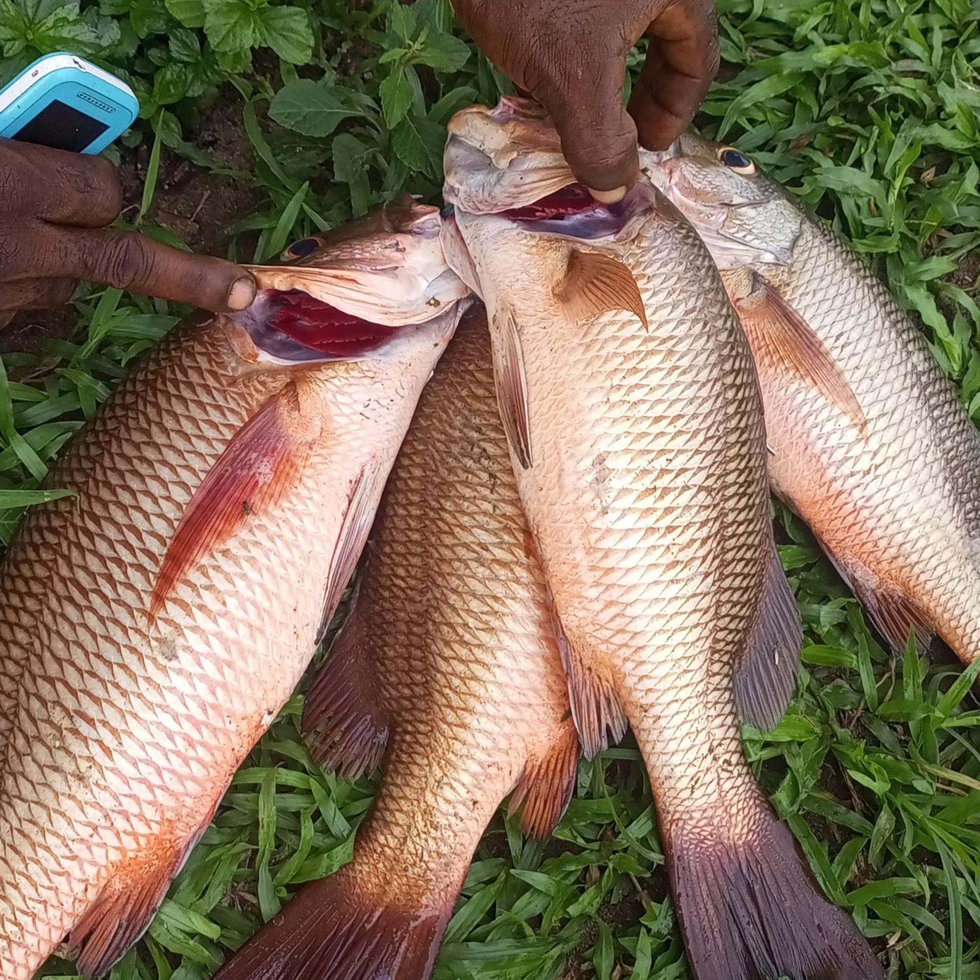 Residence Callens كريبي المظهر الخارجي الصورة